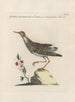 Ornithologia methodice digesta Pl447 - Saverio Manetti — widok dzieła