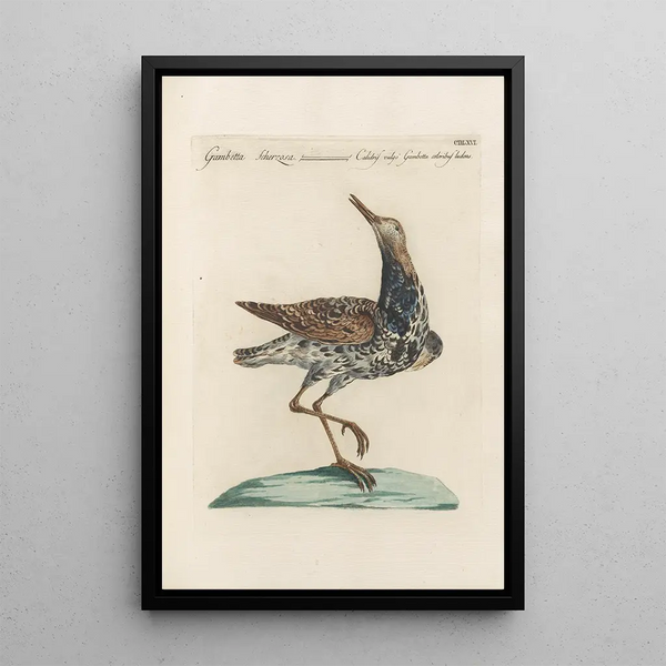 Ornithologia methodice digesta Pl448 - Saverio Manetti — oprawiony obraz na ścianie