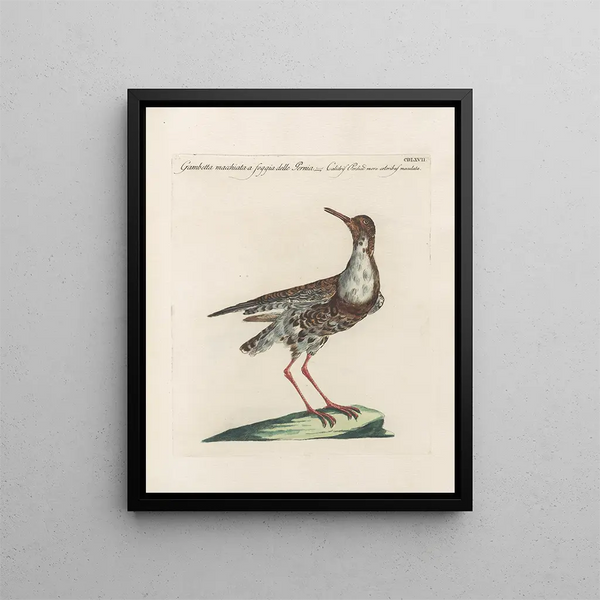 L'ornithologie a méthodiquement digéré Pl449 - Saverio Manetti — oprawiony obraz na ścianie