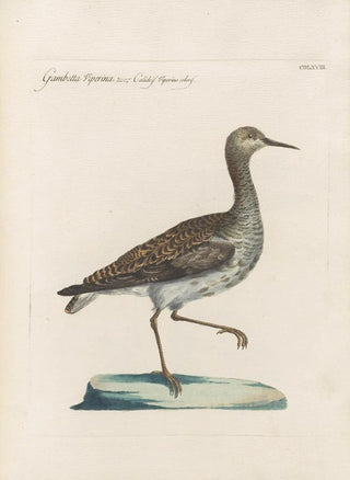 Saverio Manetti - Ornithologia methodice digesta Pl450.webp
