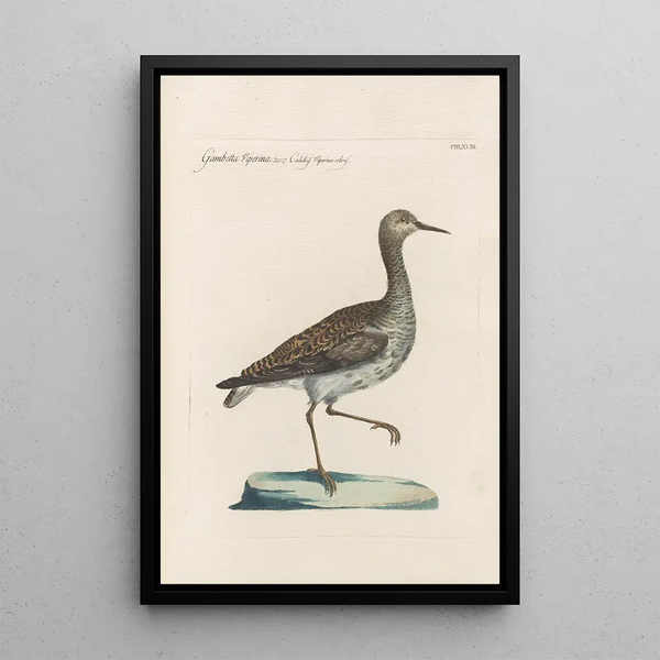 Ornithologia methodice digesta Pl450 - Saverio Manetti — oprawiony obraz na ścianie