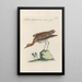Ornithologia methodice digesta Pl451 - Saverio Manetti — oprawiony obraz na ścianie
