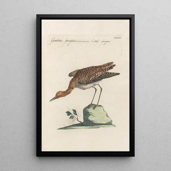 Ornithologia methodice digesta Pl451 - Saverio Manetti — oprawiony obraz na ścianie