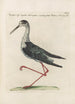 Ornithologia methodice digesta Pl452 - Saverio Manetti — widok dzieła