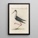 Ornithologia methodice digesta Pl452 - Saverio Manetti — oprawiony obraz na ścianie