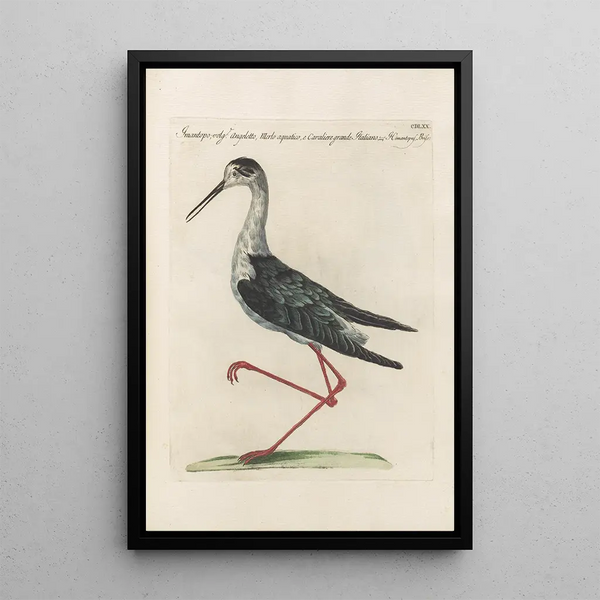 Ornithologia methodice digesta Pl452 - Saverio Manetti — oprawiony obraz na ścianie