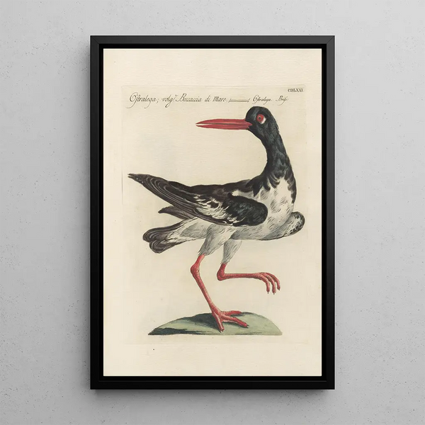 Ornithologia methodice digesta Pl453 - Saverio Manetti — oprawiony obraz na ścianie