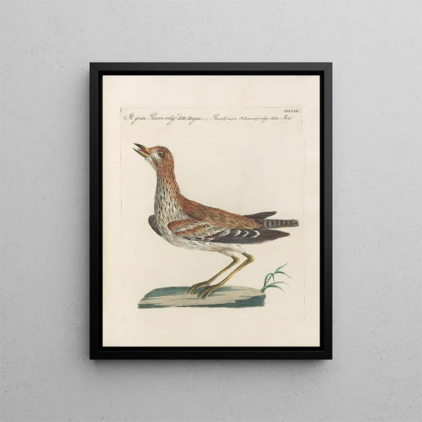 L'ornithologie a méthodiquement digéré Pl454 - Saverio Manetti — oprawiony obraz na ścianie