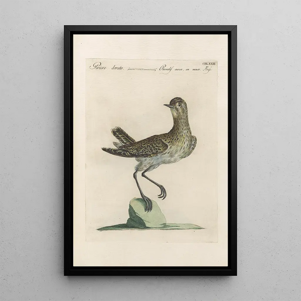 Ornithologia methodice digesta Pl455 - Saverio Manetti — oprawiony obraz na ścianie