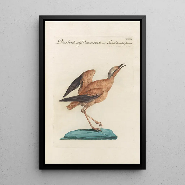 Ornithologia methodice digesta Pl456 - Saverio Manetti — oprawiony obraz na ścianie
