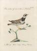 Ornithologia methodice digesta Pl458 - Saverio Manetti — widok dzieła