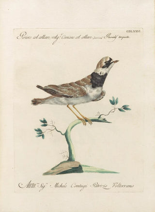 Saverio Manetti - Ornithologia methodice digesta Pl458.webp