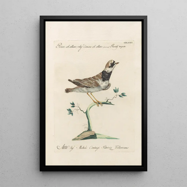 Ornithologia methodice digesta Pl458 - Saverio Manetti — oprawiony obraz na ścianie
