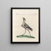 Ornithologie méthodiquement digérée Pl460 - Saverio Manetti — oprawiony obraz na ścianie