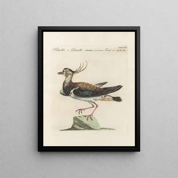 L'ornithologie a méthodiquement digéré Pl461 - Saverio Manetti — oprawiony obraz na ścianie