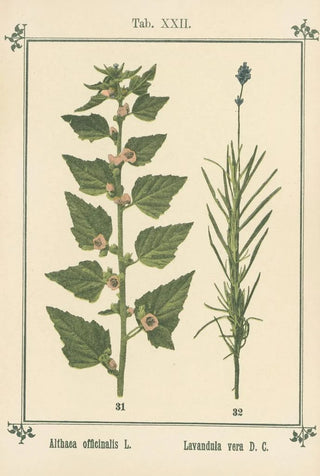 Sebastian Kneipp - Plantatlas to My watercure Pl02.webp