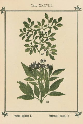 Sebastian Kneipp - Plantatlas to My watercure Pl18.webp
