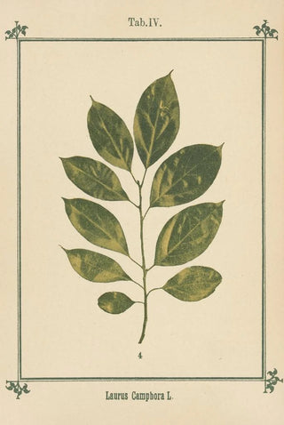 Sebastian Kneipp - Plantatlas to My watercure Pl24.webp