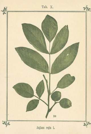 Sebastian Kneipp - Plantatlas to My watercure Pl30.webp