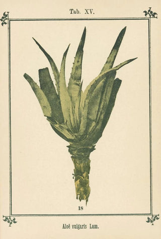 Sebastian Kneipp - Plantatlas to My watercure Pl34.webp
