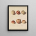 Variétés de pommes - Sebastian Wegmayr — oprawiony obraz na ścianie