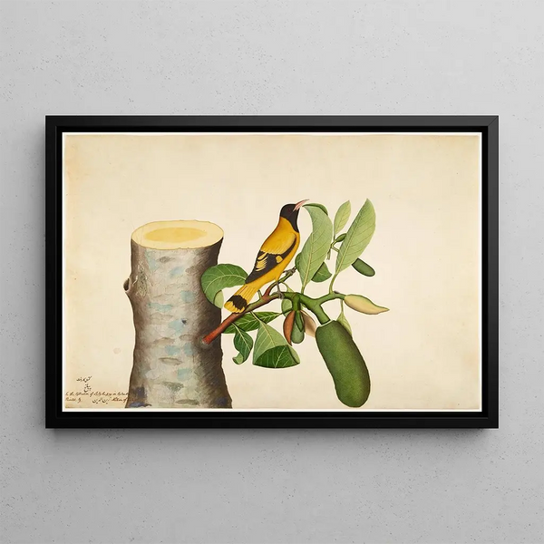 Sheikh Zain alDin - Blackhooded Oriole and Insect on Jackfruit Stump.webp