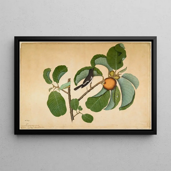 Sheikh Zain alDin - Oriental Magpie Robin with Katydid and Leaf Hopper on Monkey Jack Branch.webp