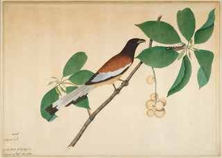 Sheikh Zain alDin - Rufous Treepie and Caterpillar on Branch.webp