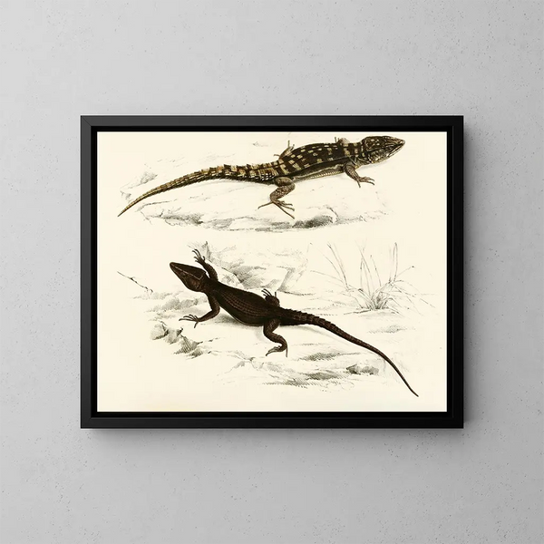 Cordyle fascié Cordyle de Capdenais - Sir Andrew Smith — oprawiony obraz na ścianie