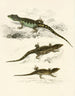 Cordylus microlepidotus samiec samica młoda - Sir Andrew Smith — widok dzieła