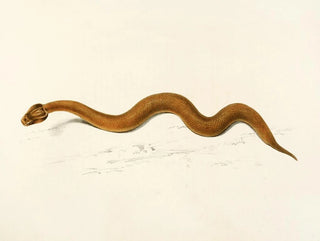 Sir Andrew Smith - Enchida Inornata.webp