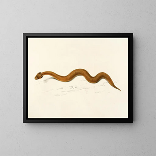 Sir Andrew Smith - Enchida Inornata.webp