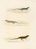 Eremias annulifera Eremias fulchra Eremias formosa - Sir Andrew Smith — widok dzieła