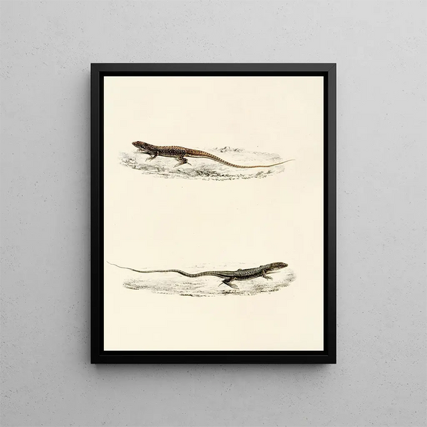 Sir Andrew Smith - Eremias Burchellii Eremias Capensis.webp