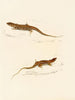 Eremias knoxii Eremias lineo-ocellata - Sir Andrew Smith — widok dzieła