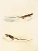 Eremias laticeps Eremias lugubris - Sir Andrew Smith — widok dzieła