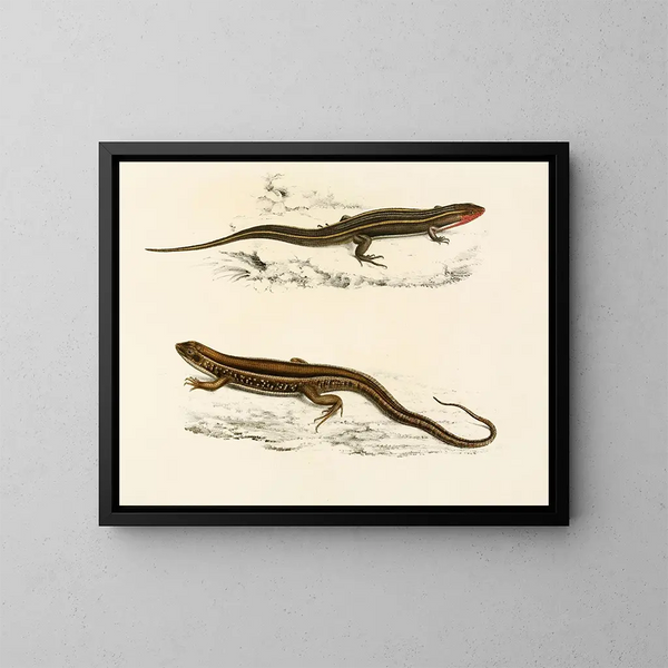 Gerrhosaurus bibroni Gerrhosaurus typicus - Sir Andrew Smith — oprawiony obraz na ścianie