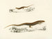 Gerrhosaurus flavigularis dorosły młody - Sir Andrew Smith — widok dzieła