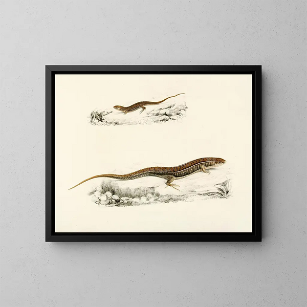 Gerrhosaurus flavigularis dorosły młody - Sir Andrew Smith — oprawiony obraz na ścianie