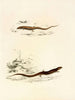 Gerrhosaurus sepiformis Gerrhosaurus subtessellatus - Sir Andrew Smith — widok dzieła