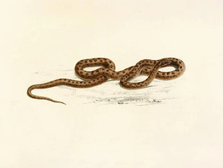 Lycodon guttatus - Sir Andrew Smith — widok dzieła