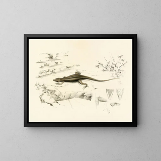 Sir Andrew Smith - Platysaurus Capensis.webp