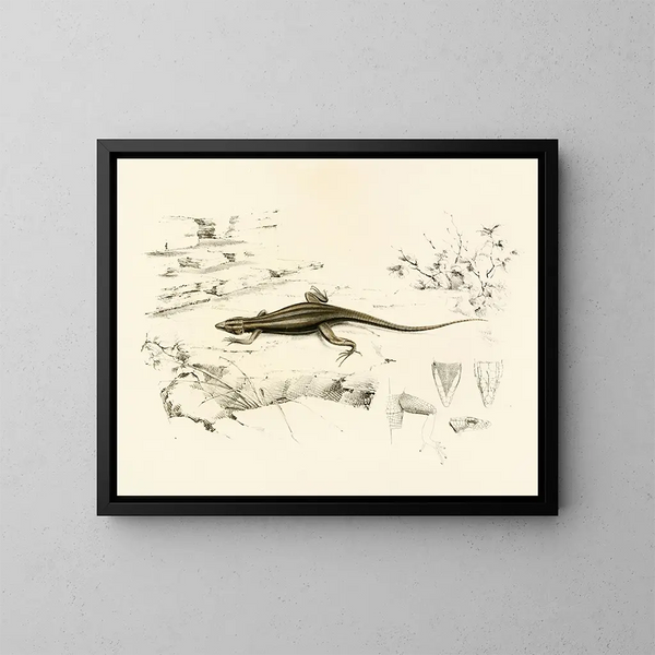Platysaurus capensis - Sir Andrew Smith — oprawiony obraz na ścianie