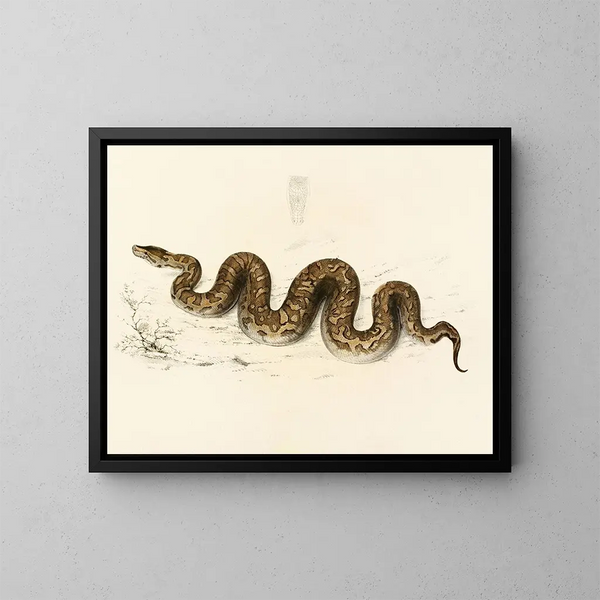 Python natalensis - Sir Andrew Smith — oprawiony obraz na ścianie