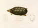 Sternotherus sinuatum - Sir Andrew Smith — widok dzieła