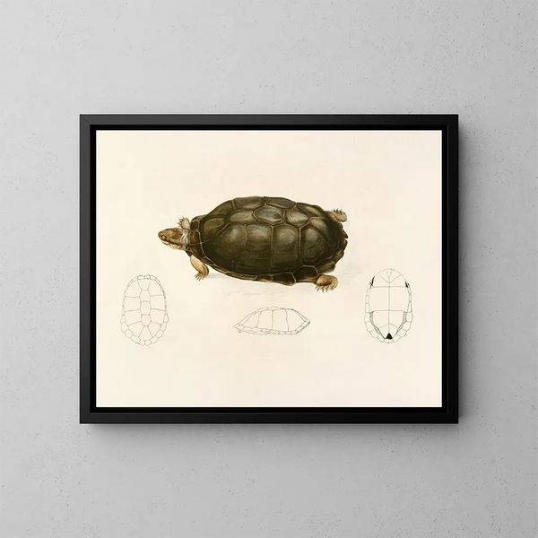 Sternotherus sinuatum - Sir Andrew Smith — oprawiony obraz na ścianie