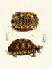 Tortue semi-dentelée - Sir Andrew Smith — widok dzieła