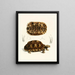 Tortue semi-dentelée - Sir Andrew Smith — oprawiony obraz na ścianie