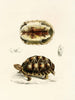 Tortue Verroxii - Sir Andrew Smith — widok dzieła