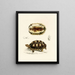 Tortue Verroxii - Sir Andrew Smith — oprawiony obraz na ścianie